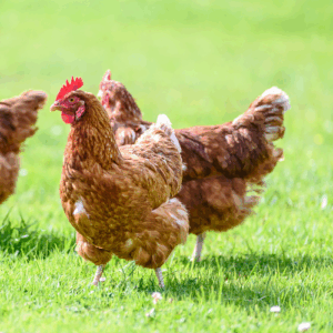 Galline