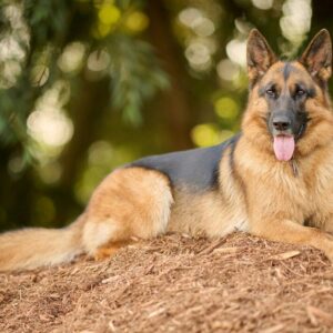Pet food cani